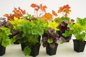 Heuchera