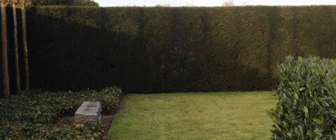 Evergreen hedges