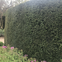 the yew