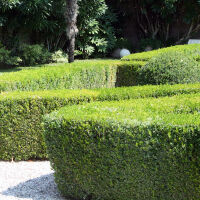 Buxus Sempervirens