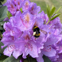 Bee-friendly perennials