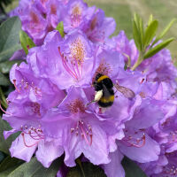 Bienenfreundlichen Stauden