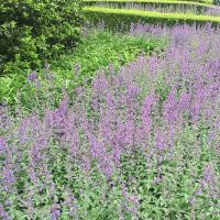 drought-tolerant plants