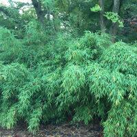 Bambou sans rhizomes