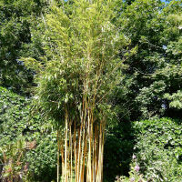 Ausläuferbildende Bambusarten