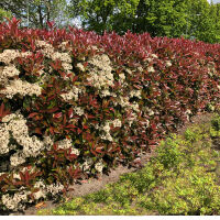 flowering hedges