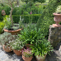 balcony plants and tub plants