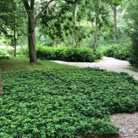 Ground cover shade tolerant