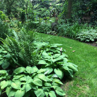 Foliage ornamental perennials