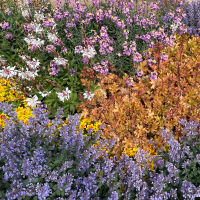 Bedding shrubs