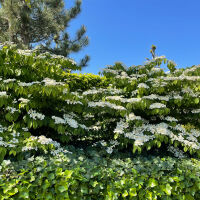 flowering shrubs