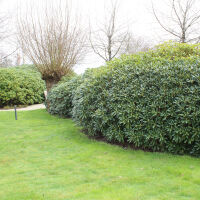 evergreen shrubs