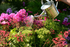 Soins des fleurs Engrais
