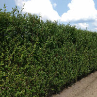 Ligustrum vulgare Atrovirens