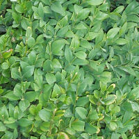 Buxus sempervirens