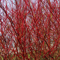 Cornus alba 'sibirica'