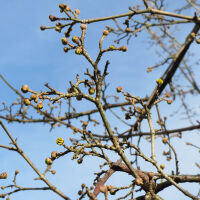 Cornus mas