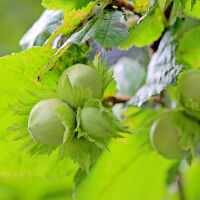 Corylus avellana