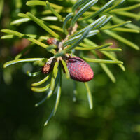 Picea omorika