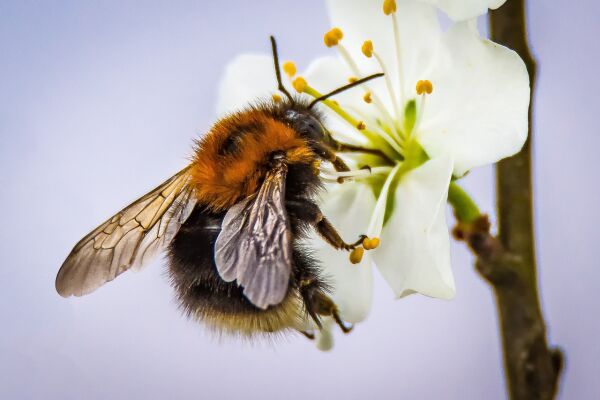 Einen Garten schaffen den Insekten lieben. - 