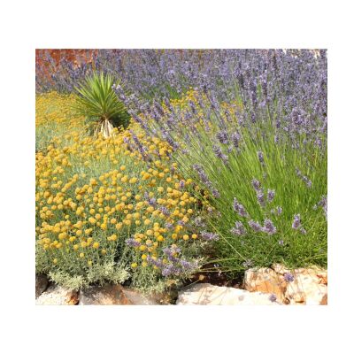 Mediterranes Flair im Garten: Olivenbäume, Lavendel &amp; Co. - 