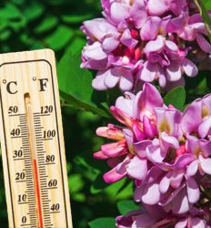 Gartenpflanzen für trockene Böden: So trotzt dein Garten der Sommerhitze - 