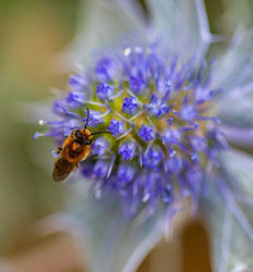 Insektenfreundlicher Garten: Diese Pflanzen lieben Bienen und Schmetterlinge - 