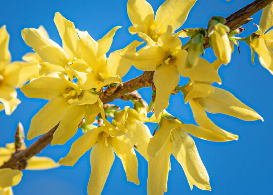 Der Forsythie als Frühlings vorbote - 