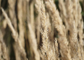 Das richtige Schneiden von (Zier)Gräser im Garten - 