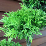 Thuja Plicata