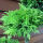 Lebensbaum Ponpon Bonsai