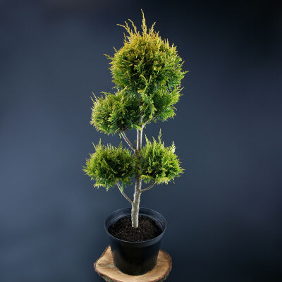 cypress or false cypress