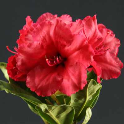 Rhododendron Hybriden Red Jack