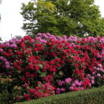 Rhododendron Hybriden Red Jack