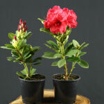 Rhododendron Hybriden Red Jack