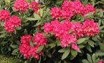 Rhodondendron Red Jack