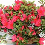 Rhododendron Hybriden Red Jack