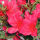 Rhododendron Hybriden Red Jack