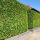 Thuja occidentalis Brabant