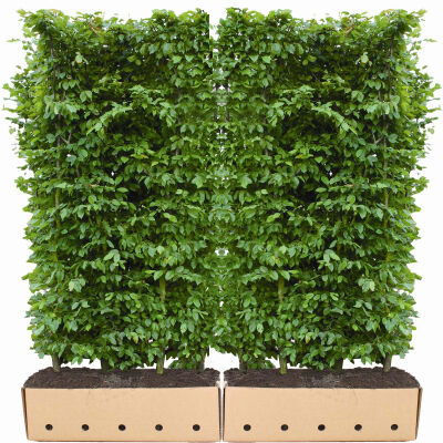 Carpinus betulus