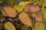 Carpinus betulus