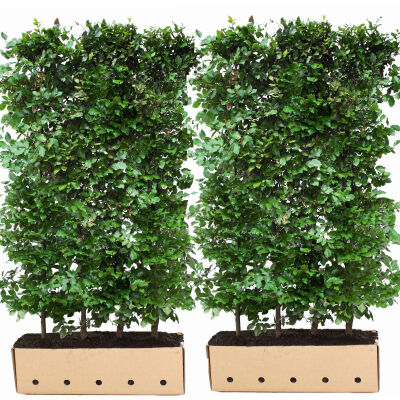 Heckenelement Rotbuche 180 x 100 cm - Fagus Sylvatica