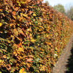 Fagus sylvatica Purpurea