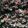 Heckenelement Blutbuche 200 x 100 cm