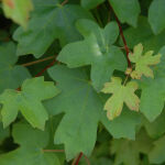 field maple