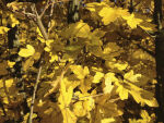 field maple