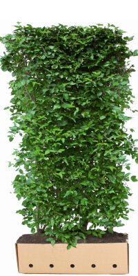 Heckenelement Kornelkirsche 200 x 100 cm- Cornus Mas