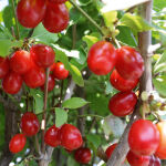 Cornelian Cherry