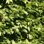 Heckenelement Kornelkirsche 200 x 100 cm- Cornus Mas