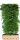Heckenelement Kornelkirsche 200 x 100 cm- Cornus Mas